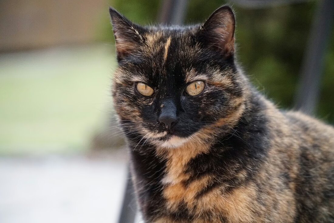 Feiern Sie mit uns 15 Jahre Margit Grießer und ihren Hüttentreff in Stallhofen! Entdecken Sie, wie dieser Ort der Gemütlichkeit die Gemeinde zusammengebracht hat. Jetzt mehr erfahren!