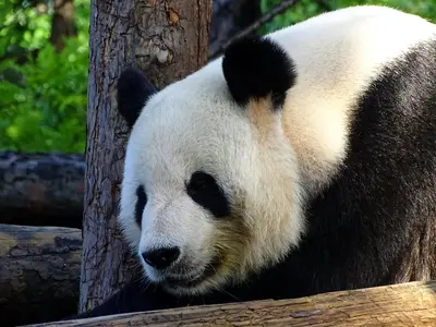China schlägt globale KI-Governance vor, während die USA isoliert handeln