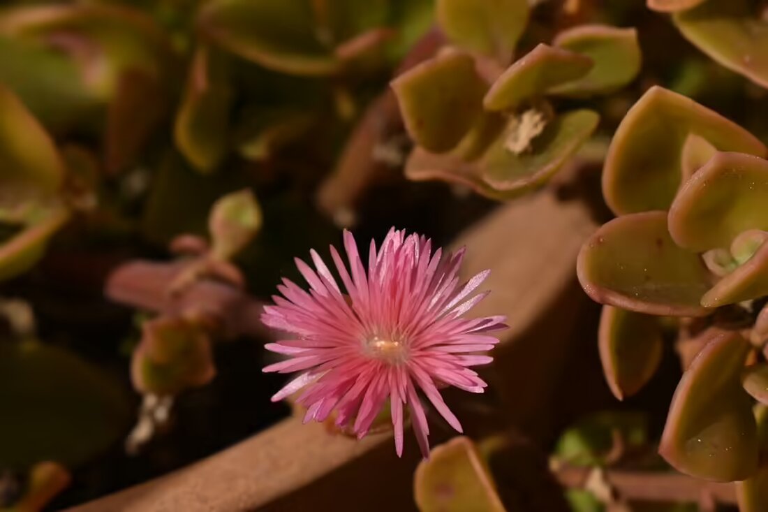Bei den Branddienstleistungsprüfungen in Urfahr-Umgebung wurden 189 Abzeichen an Feuerwehrmitglieder vergeben. Die Teilnehmer zeigten hervorragende Leistungen und erhielten die Auszeichnungen in Bronze, Silber und Gold.