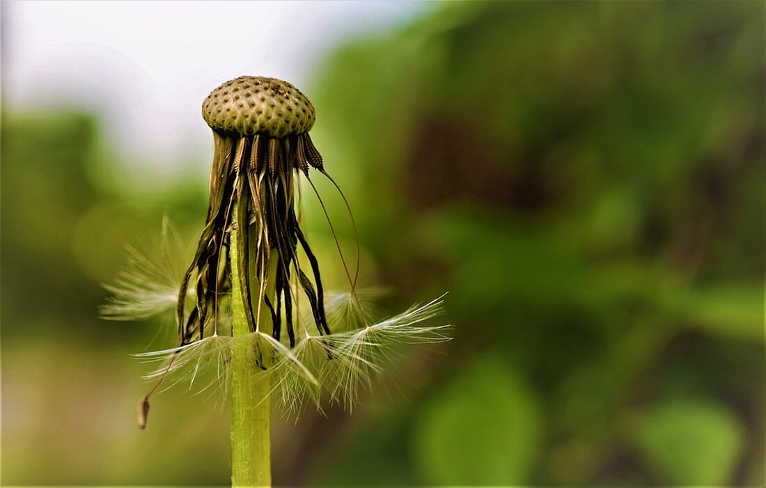 Feiern Sie mit uns 25 Jahre „Natur im Garten“! Der Bezirk Zwettl ehrt 761 Natur im Garten-Plaketten und blickt auf ein Jahr voller Aktionen und Höhepunkte zurück. Erfahren Sie mehr über die Erfolge der Umweltbewegung!