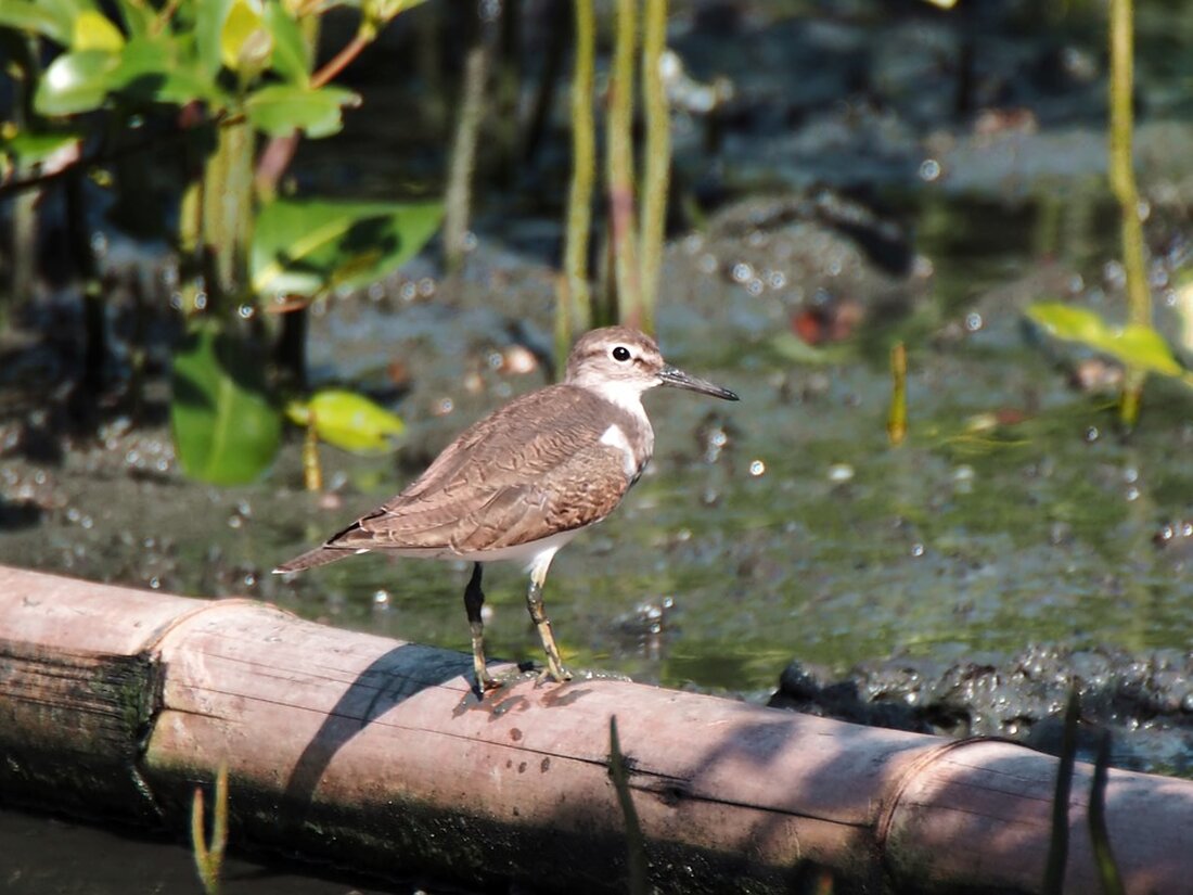 Beim Rosentaler Krampuslauf in der Einkaufswelt Rosental erlebten 5.000 Gäste ein unvergessliches Spektakel. Perfektes Wetter und begeisterte Besucher machten die Veranstaltung zum vollen Erfolg!