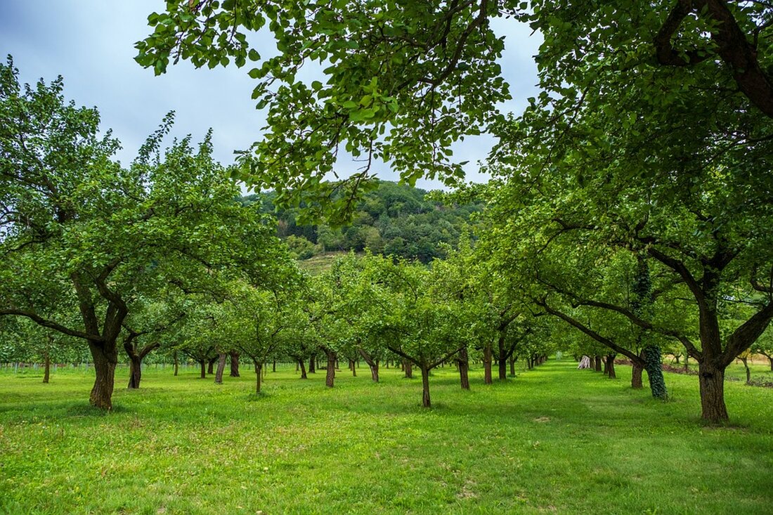 Die LEADER-Region Kamptal hat mit 520 neu gepflanzten Obstbäumen einen Rekord aufgestellt. Das wachsende Interesse an nachhaltigem Obstanbau zeigt die Bedeutung für Landwirtschaft und Umwelt.
