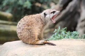 Zoo in Dänemark bittet um Spenden von Haustieren zur Fütterung von Raubtieren