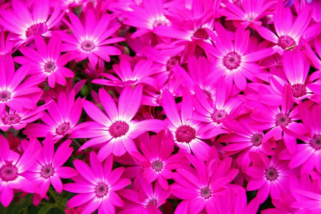 Entdecken Sie die neuesten Adventkranztrends 2024 mit Einblicken von den Floristen von Doll's Blumen. Erfahren Sie, wie Sie Ihr Fest dekorativ gestalten können!