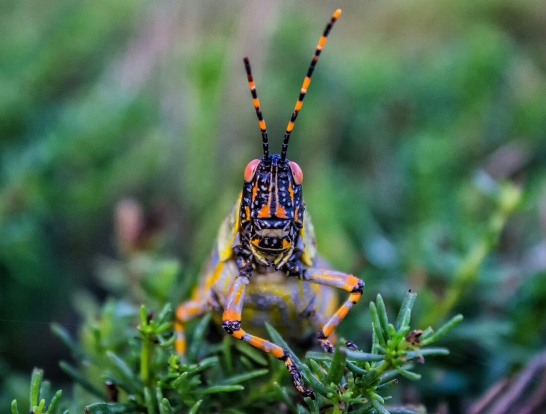 Entdecken Sie die festliche Vielfalt der Adventmärkte in Niederösterreich: Kunsthandwerk, Kulinarik, Musik und traditionelle Atmosphäre erwarten Sie in zahlreichen malerischen Locations.