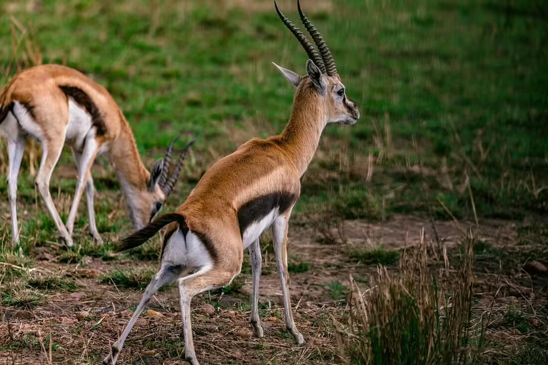 Erleben Sie die festliche Stimmung der Adventmärkte im Bezirk Amstetten! Genießen Sie Glühwein, liebevoll geschmückte Stände und besinnliche Klänge. Ein Überblick über die Weihnachtszauber-Events erwartet Sie!