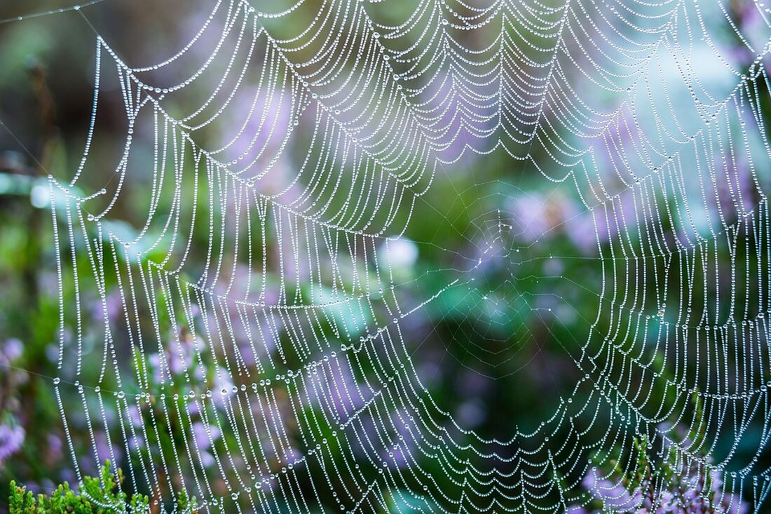 Erleben Sie den ersten Adventsamstag in der Amethyst Welt Maissau mit zauberhaften Wintergeschichten von Ameli Pauli und Harfenklängen. Ein besonderes Vorweihnachtserlebnis für die ganze Familie!