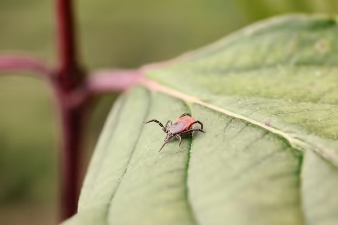 Das RKI meldet für 2024 bereits 588 FSME-Fälle, den zweithöchsten Stand. Studien zeigen, dass Zecken durch Klimaerwärmung aktiver sind.