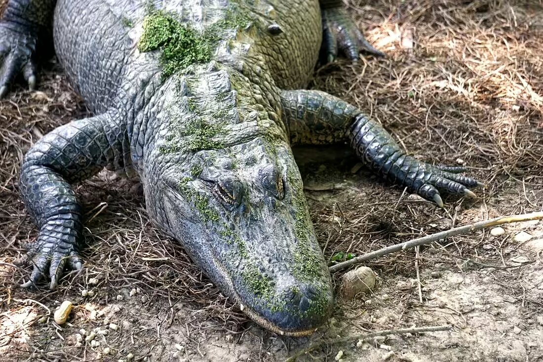 Ein 18-jähriger drogen- und alkoholbeeinflusster Fahrer lieferte sich in Linz eine rasante Verfolgungsjagd mit der Polizei und verursachte mehrere Unfälle. Erfahren Sie mehr über diesen Vorfall.