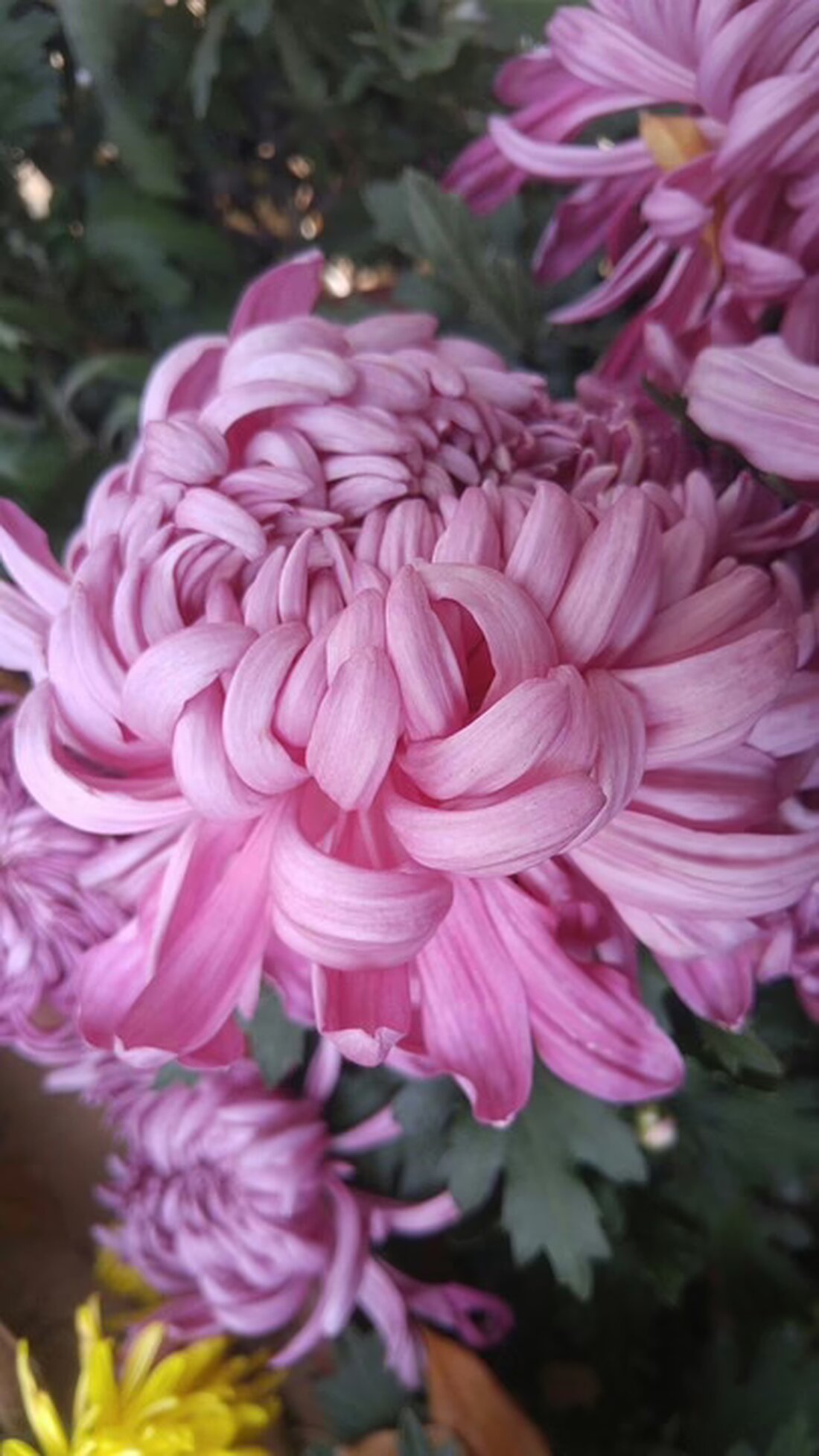 In Amstetten jährt sich der Ukraine-Konflikt. Die Initiative „Willkommen Mensch“ bietet geflüchteten Ukrainern Unterstützung und Gemeinschaft. Erfahren Sie mehr über ihre wichtigen Angebote und Erfolge.