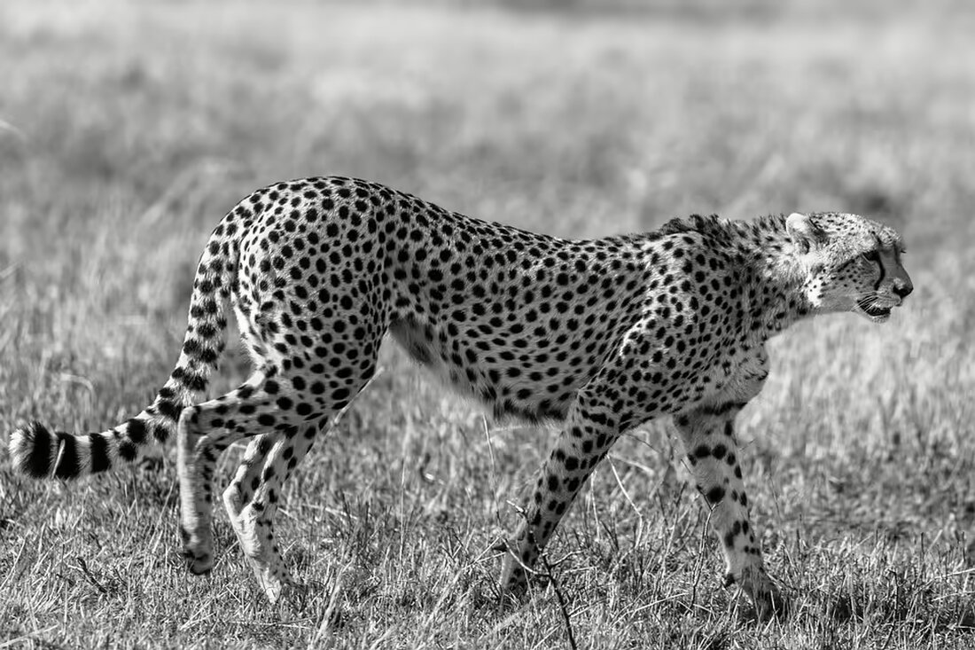 Im Bezirk Horn stieg die Arbeitslosigkeit Ende Oktober auf 334 Personen (+9,9 %). Die Quote liegt bei 2,6 %. Besonders ältere Arbeitskräfte sind betroffen. Alle Details hier!