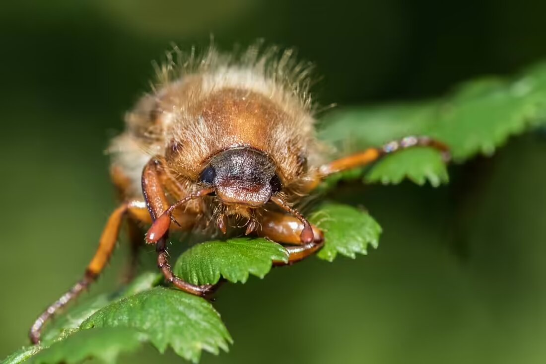 SPG Arlberg-Stanzertal besiegt die Wacker Innsbruck Juniors mit 3:1 in einem packenden Duell und sorgt für Hochspannung in der 1. Klasse West! Alle Ergebnisse und Torschützen im Fußball Tirol.