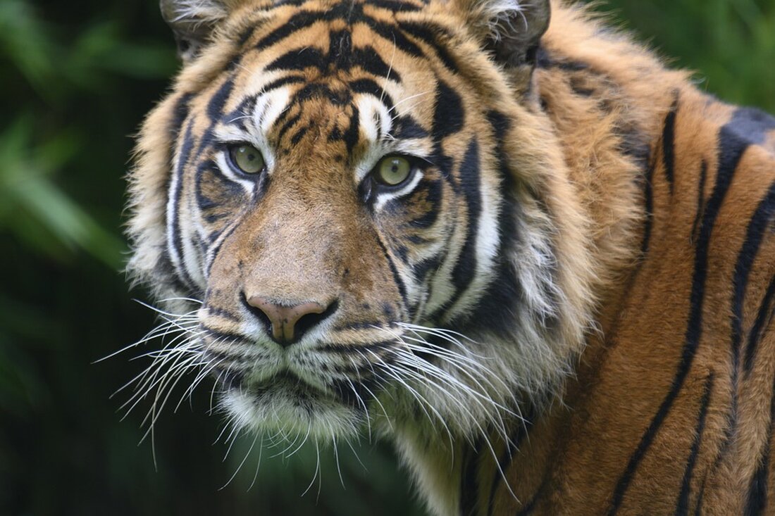 Die Tigers wollen beim Finale unbedingt den elften Titel holen. Trainer Haasmann äußert sich zur Konkurrenz und dem Überraschungsmoment – entscheidet sich die Zukunft in Tokio? Jetzt lesen!