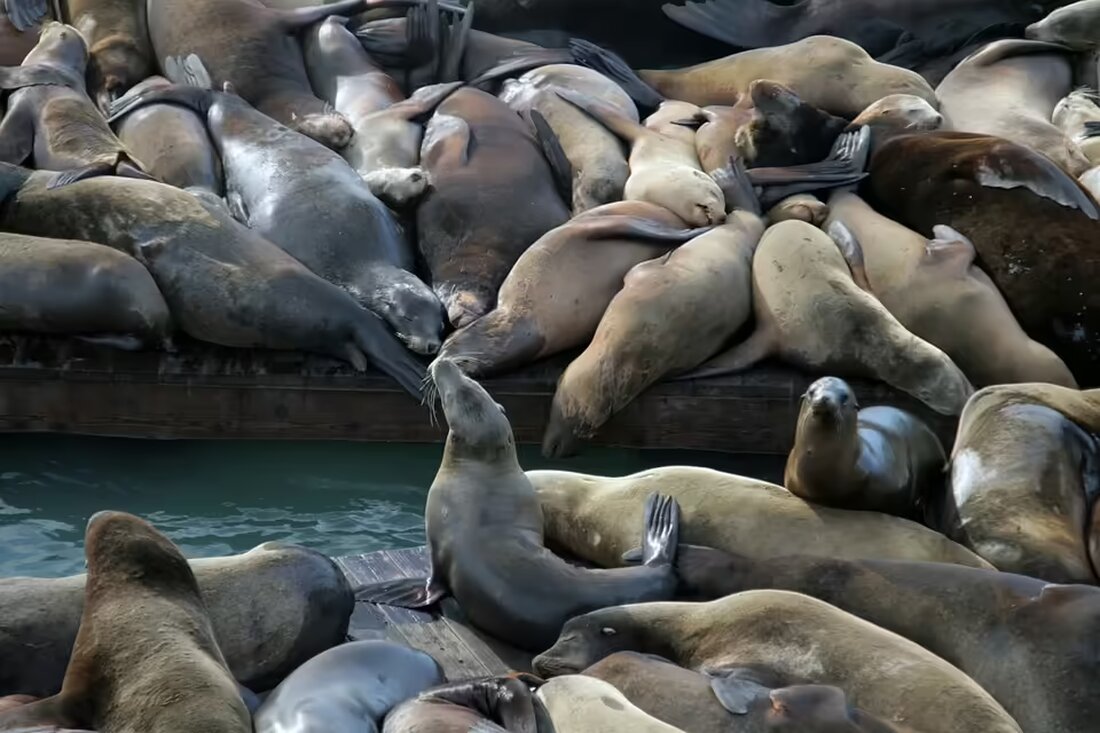 Die Polizei hat 42 Einbrüche aufgeklärt und einen 39-Jährigen festgenommen. Zudem wurden 60 Kilo Marihuana in einer Wiener Wohnung sichergestellt. Erfahren Sie mehr über den Fall.