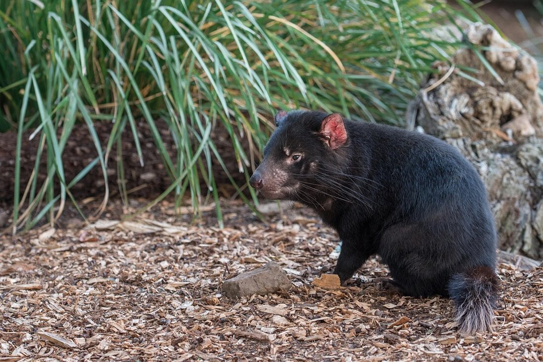 In Australien suchen die Behörden nach einem bewaffneten Täter, der in Porepunkah zwei Polizisten erschossen und einen weiteren schwer verletzt hat. Die Gemeinschaft wird zur Vorsicht aufgerufen.