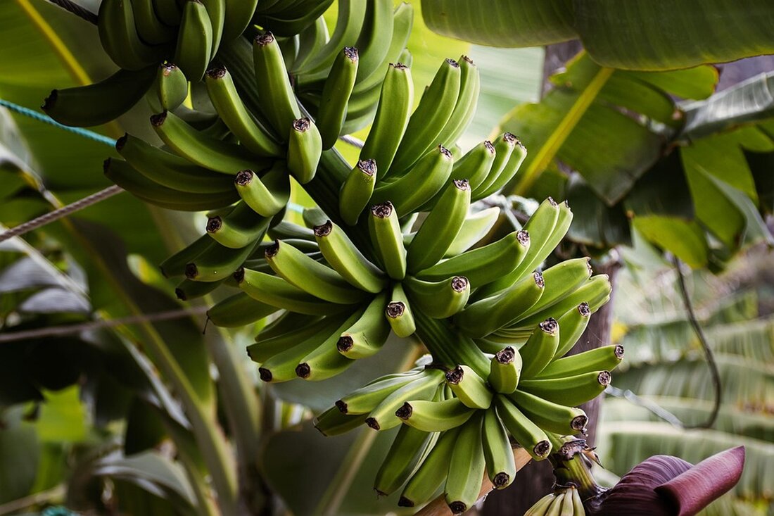 In Tokio, wo Bananen nicht wachsen, sind sie dennoch zum Symbol der Stadt geworden. Entdecken Sie die faszinierende Geschichte hinter dem beliebten Souvenir Tokyo Banana und seiner kulturellen Bedeutung.