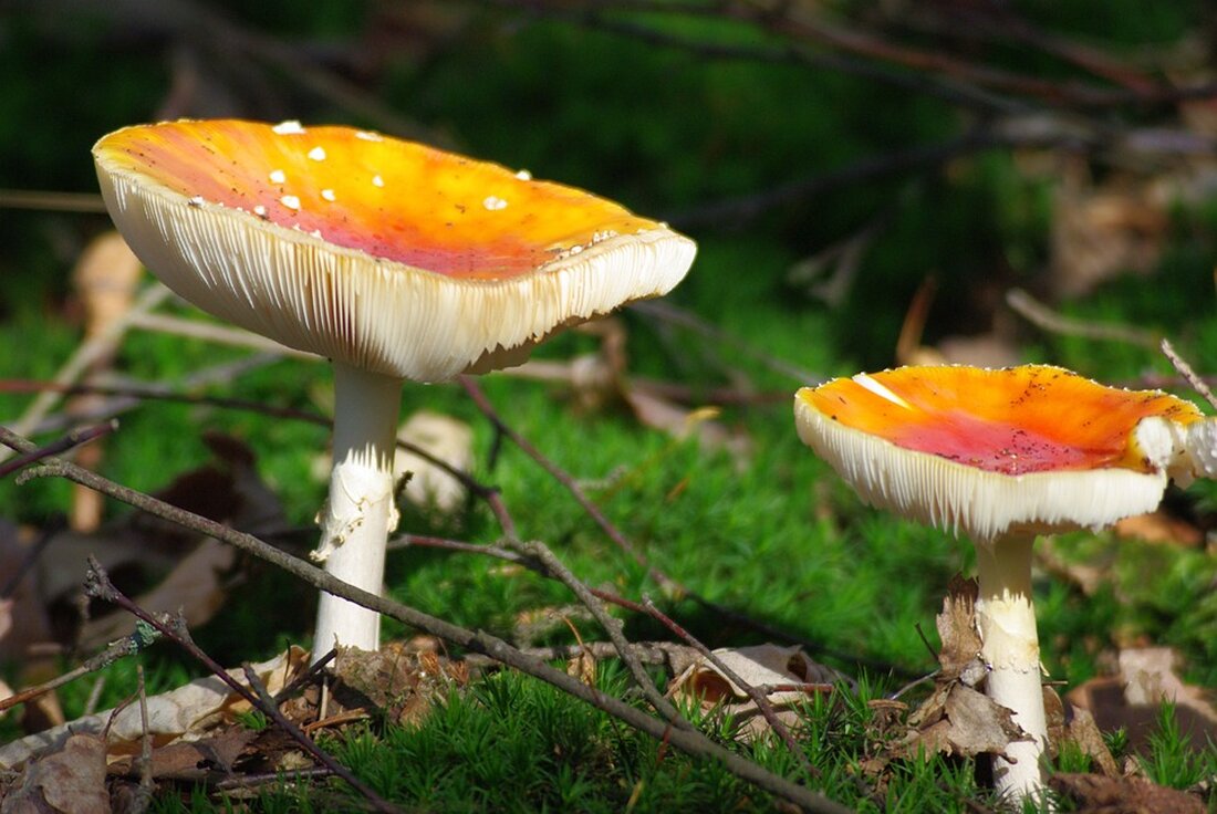 Unbekannte haben einen Bankomaten in Pöllauberg gesprengt. Die Polizei fand das Fluchtauto im Wald, doch von den Tätern fehlt jede Spur. Neueste Entwicklungen zur spektakulären Tat!