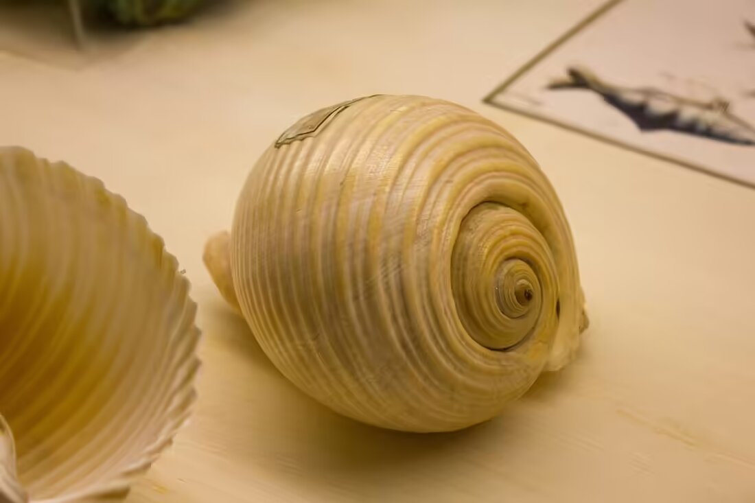 Entdecken Sie die Erfolge der Nachwuchskämpfer des Judoverein Ried bei den Berufserlebnistagen! Über 70 Aussteller präsentieren spannende Berufsmöglichkeiten für junge Talente.