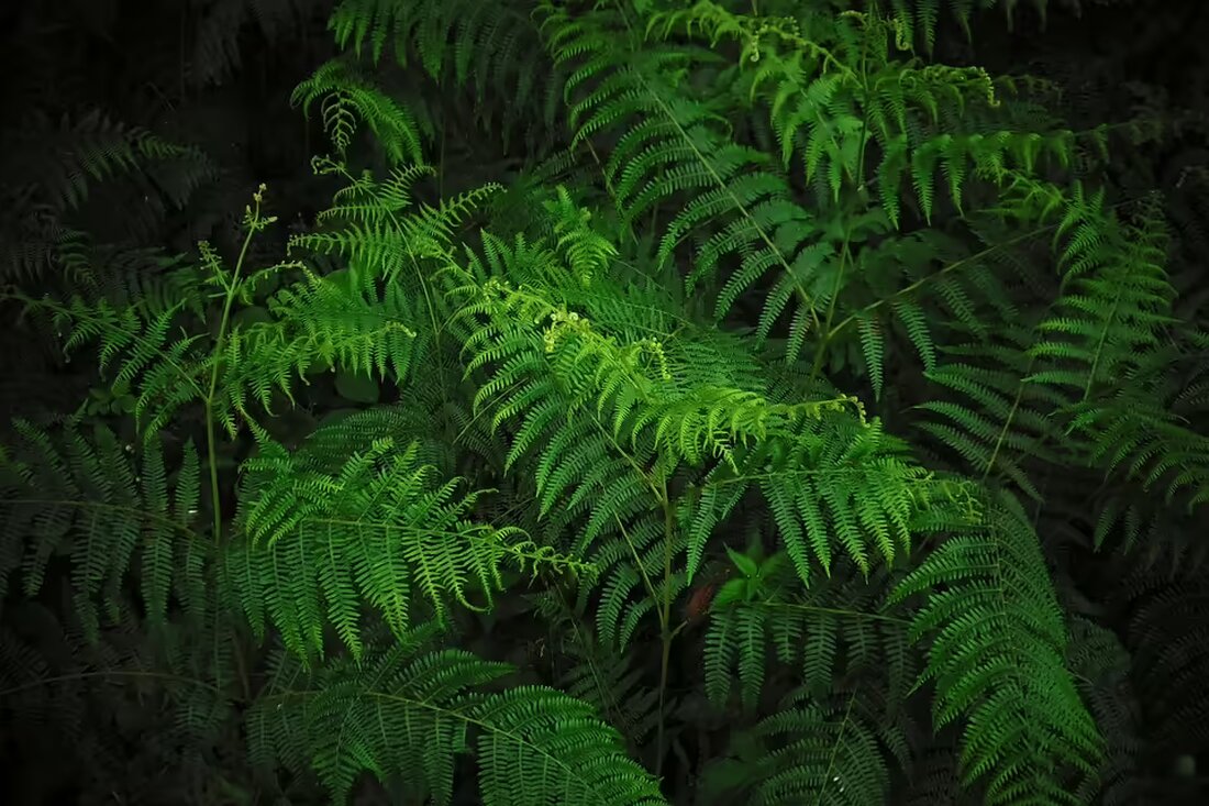 Erleben Sie die Berufserlebnistage in Ried! Über 70 Aussteller, darunter ein großer Katzenfutterhersteller, suchen nach neuen Talenten. Eine einzigartige Chance für angehende Lehrlinge!
