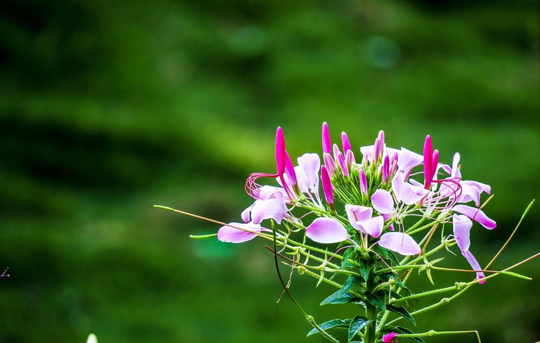 In Bregenz ereignete sich eine wilde Szene: Ein 26-Jähriger stahl in einem Restaurant eine Geldtasche und drohte mit einem Baseballschläger. Erfahren Sie mehr über den Vorfall.