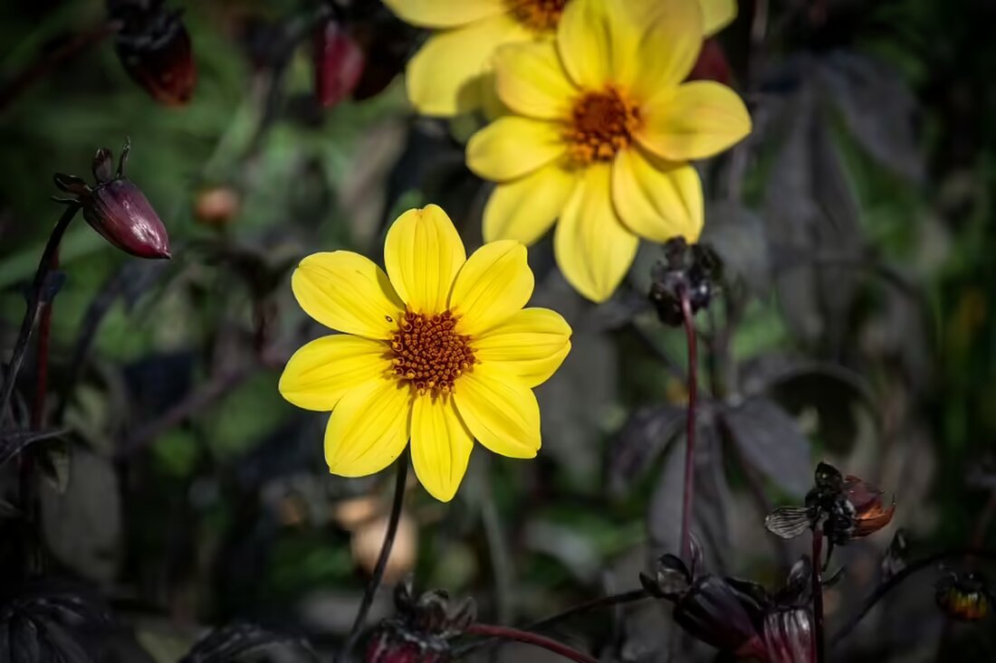 Die Biden-Administration erlaubt erstmals US-Militärunternehmer, in der Ukraine zu arbeiten, um Waffenreparaturen zu unterstützen. Diese Entscheidung könnte die Wartung von F-16 und Patriot-Systemen beschleunigen.