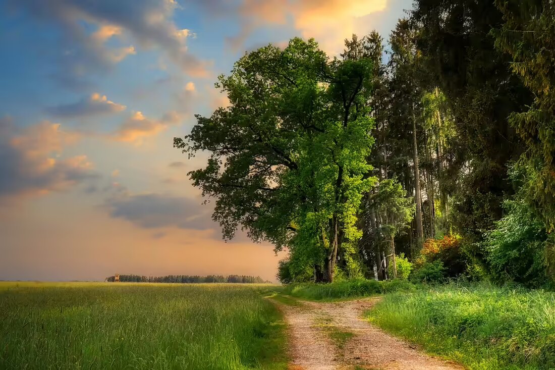 Am 7. November 2024 brach am Waldrand beim Stift Zwettl ein Flurbrand aus. Die Feuerwehr konnte das Feuer schnell unter Kontrolle bringen. Weitere Details zur Brandursache und Einsätzen.