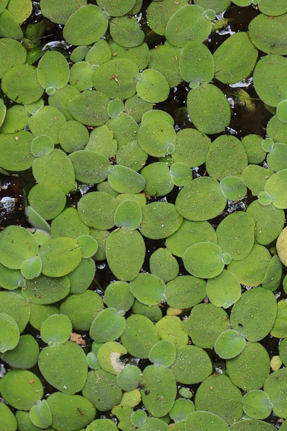 Entdecken Sie die Ausstellung "Brigittenau im Fokus", die die Wünsche und Eindrücke der Bewohner des 20. Bezirks festhält. Genießen Sie Punsch und Kekse beim Austausch über die Nachbarschaft.