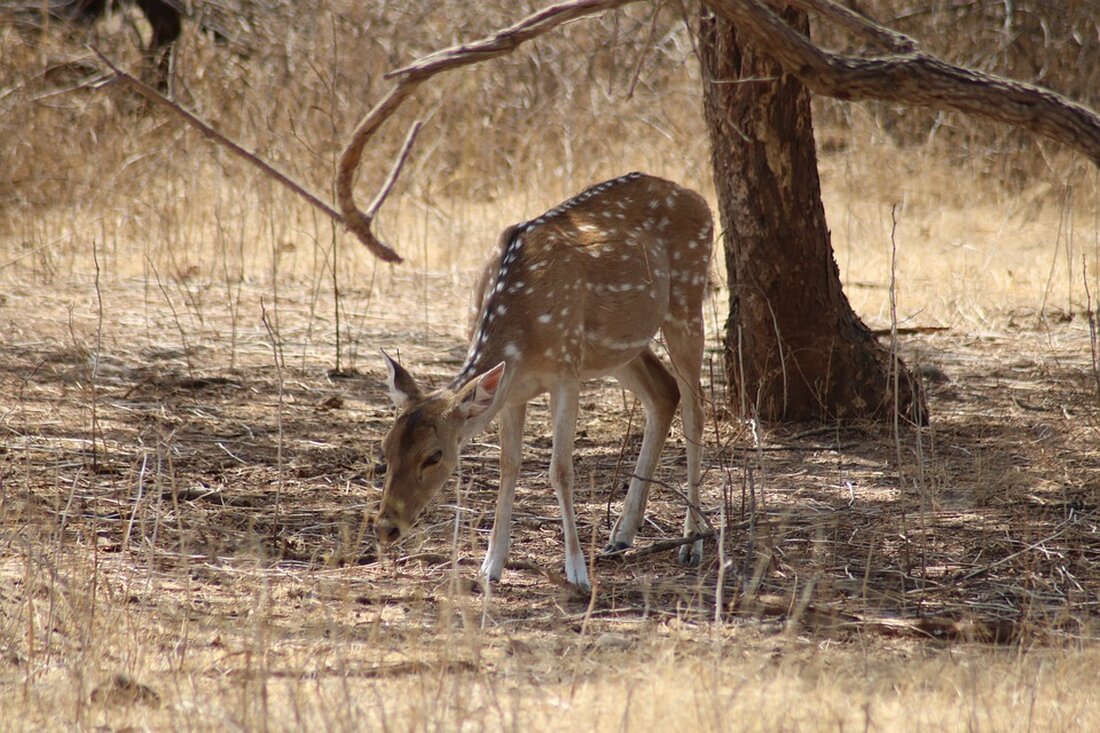 Bei einem Brückeneinsturz im indischen Gujarat starben mindestens neun Menschen. Schwere Regenfälle könnten zu diesem tragischen Unglück beigetragen haben. Mehr dazu in unserem Artikel.