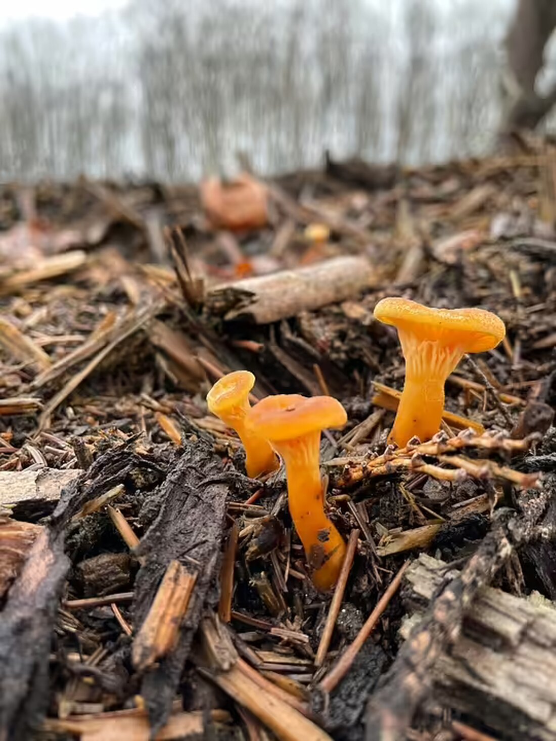 Der Bürgermeister von Feldkirchen, Martin Treffner, muss für den illegalen Baumfällungsvorfall 500 Euro Strafe zahlen. Der Baum stand nicht auf Gemeindeland. Amtsmissbrauch wird untersucht.