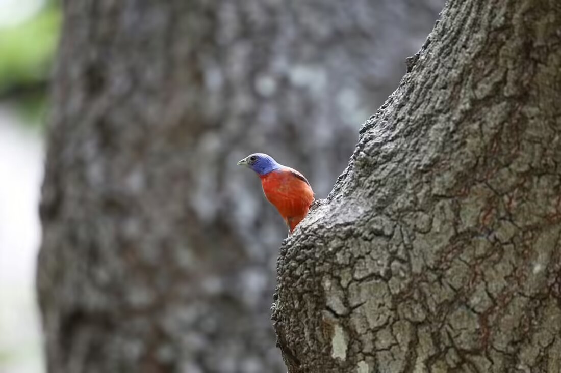 Erleben Sie das leuchtende Fest der Gemeinschaft beim Laternenfest in Kroatisch Minihof. Kinder, Eltern und Lehrkräfte feiern die Tradition mit Musik, kreativen Laternen und einem berührenden Lied in der Kirche. Ein unvergessliches Erlebnis für die ganze Familie! #Laternenfest #KroatischMinihof #Gemeinschaftsfest