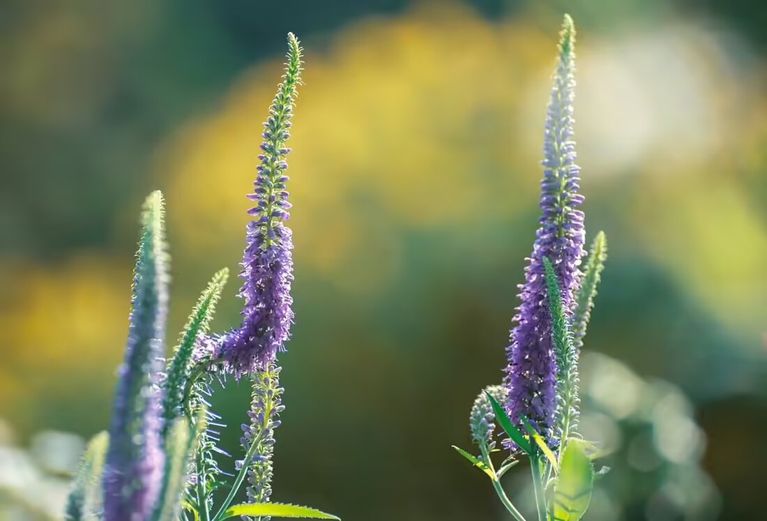 Erfahren Sie mehr über die innovative Bürgerenergiegemeinschaft „Fanclub Burgenland Energieunabhängig“, die eine Revolution im Strommarkt anstrebt - spannende Ansätze und rechtliche Herausforderungen inklusive!