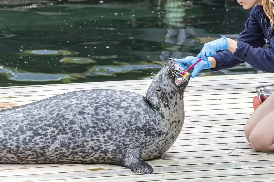 Erleben Sie, wie Celina Weil, die amtierende Miss Deutschland, in Manila das Laufen auf High Heels für die Miss Intercontinental perfektioniert. Ein intensives Training erwartet die Schönheitskandidatinnen!