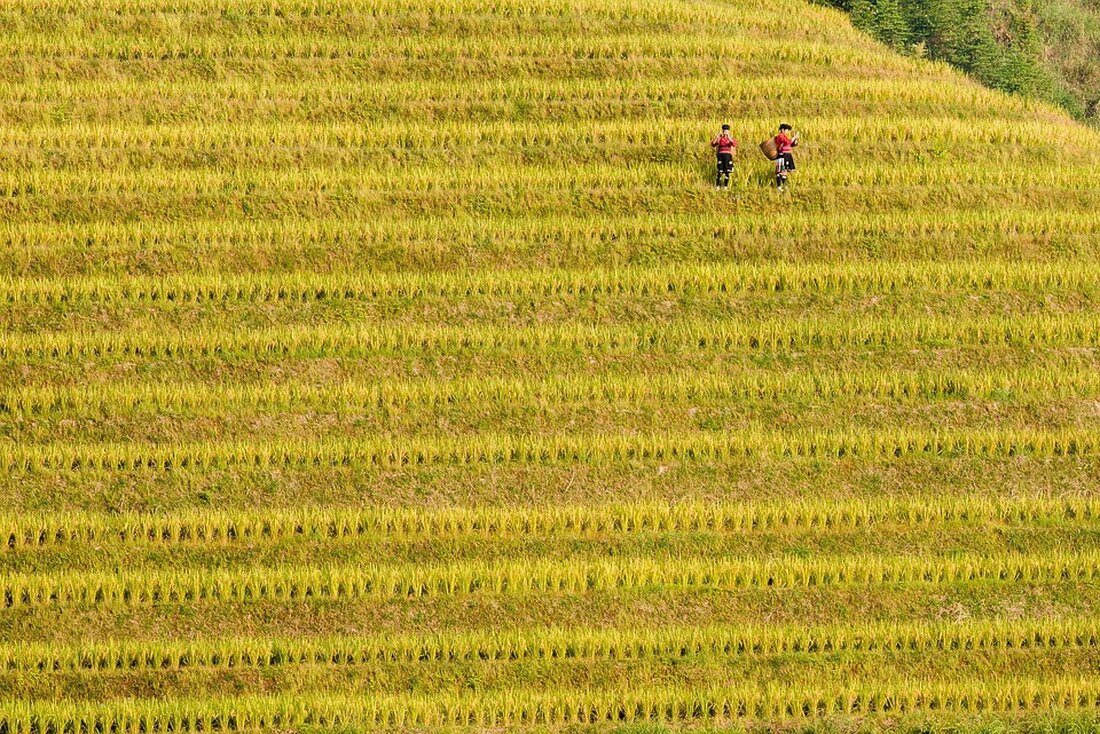China hat die Importbeschränkungen für Meeresfrüchte aus bestimmten japanischen Regionen aufgehoben. Nur Produkte aus 10 Präfekturen bleiben weiterhin verboten. Details zu Gesundheits- und Sicherheitsanforderungen sind wichtig.