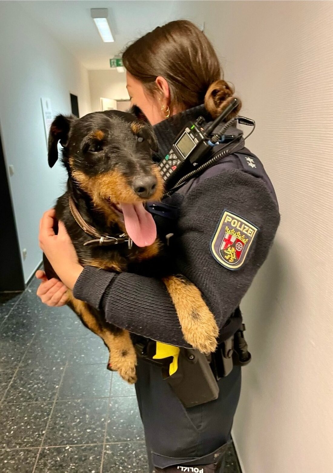 Am 16.11.2024 wurde ein herrenloser Deutscher Jagdterrier auf der B327 in Hochscheid gefunden. Hinweise bitte an die Polizei Morbach.