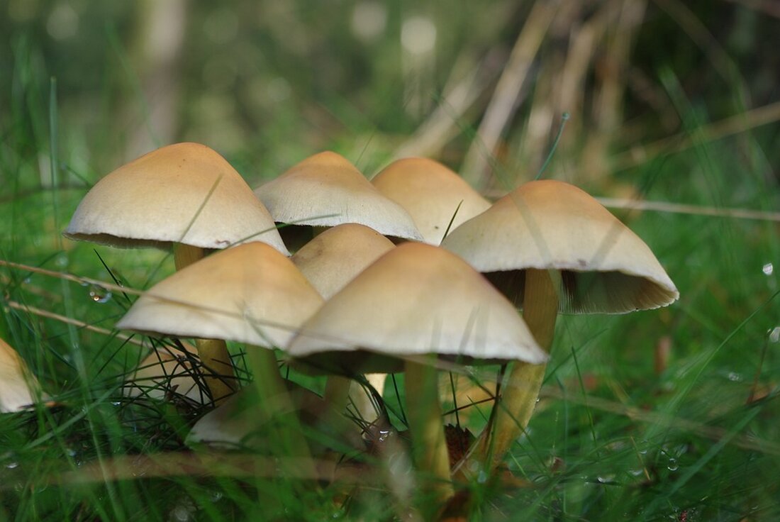 Nach einem Bankraub wurden zwei Drahtzieher festgenommen. Polizei entdeckte Kleidung und einen Teil der Beute im Wald. Fragen zum Verbleib des restlichen Geldes bleiben offen.