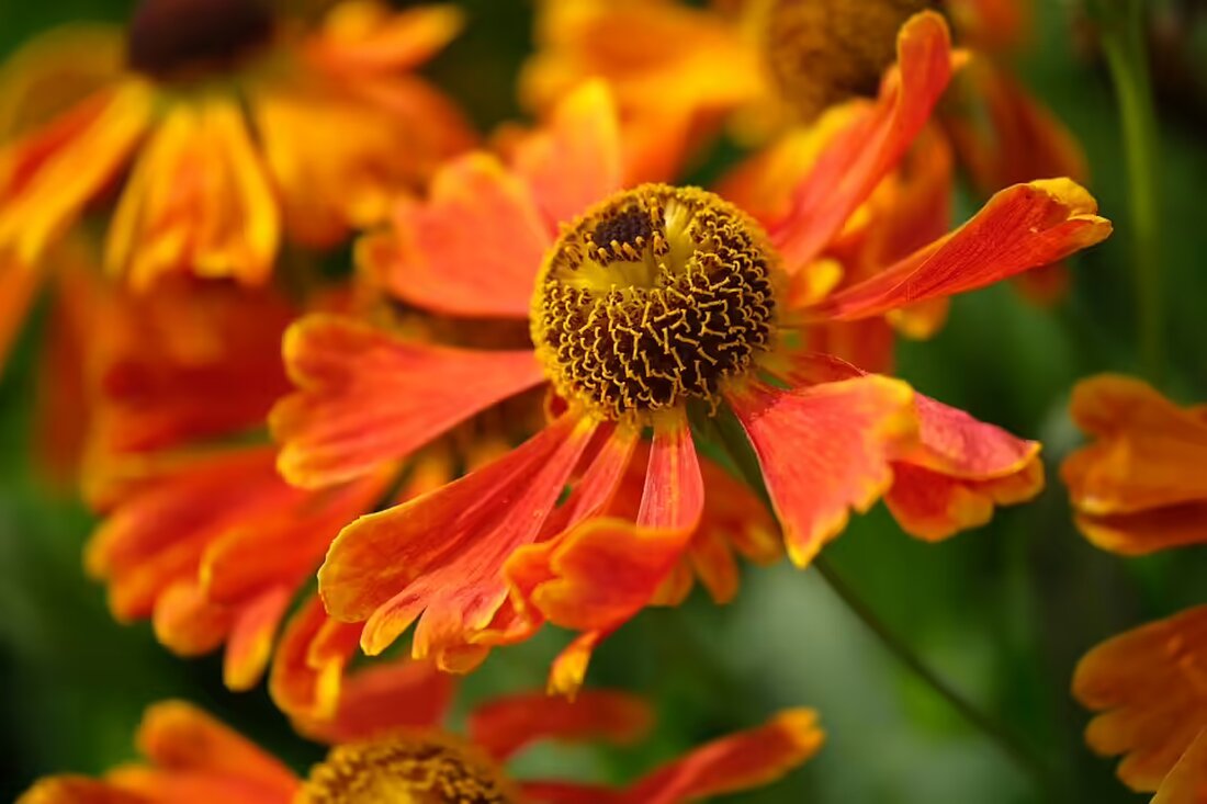Entdecke die schönsten Wanderwege im Saarland! Teil 2 unserer Reihe stellt beeindruckende Routen vor, die Naturerlebnisse für jeden Geschmack bieten. Jetzt mehr erfahren!