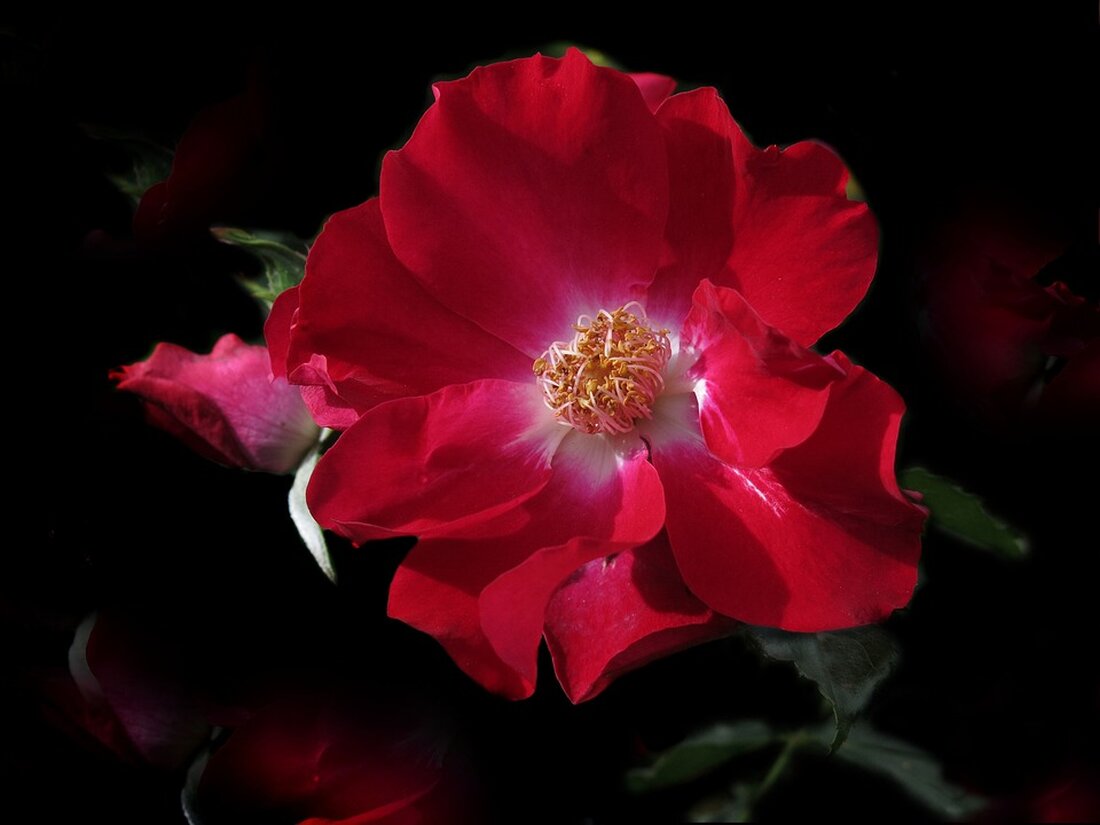 Entdecke die zauberhaftesten Adventmärkte in Oberösterreich 2024! Von romantischen Märkten am Holzöstersee bis zum Winterzauber im Stiegl-Klosterhof – unsere Geheimtipps bringen Weihnachtsstimmung pur.