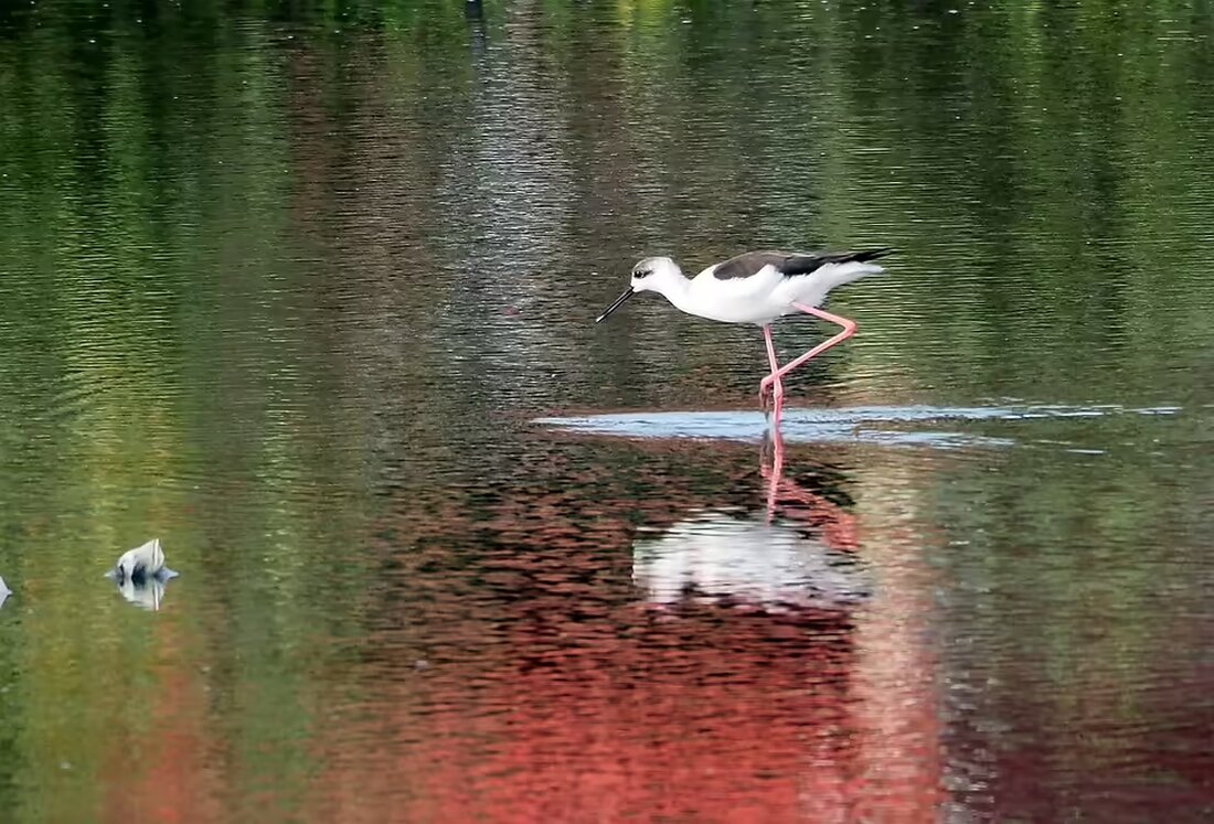 Das Dinoland Katzenberg verzeichnete mit neuen Attraktionen wie der Wasserrutsche und dem "Dino-Wissenscheck" fast 60.000 Besucher. Entdecken Sie die Highlights der Saison!
