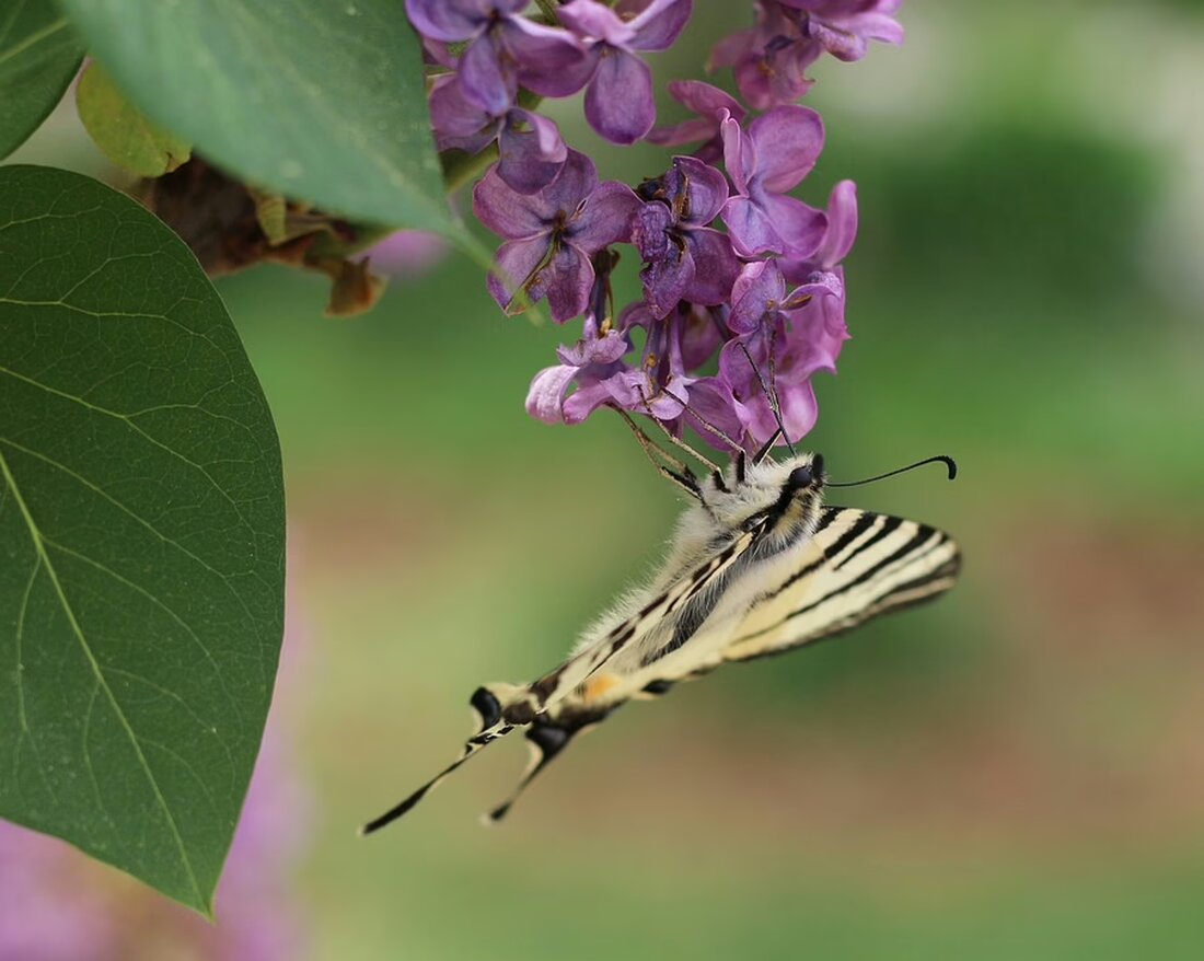 Der EC-KAC sichert sich einen spannenden 5:3-Sieg in Asiago, während die Pioneers mit einem 5:4 in Feldkirch nach drei Niederlagen zurück auf die Siegerstraße finden. Details zu den Spielverläufen und Torschützen hier!