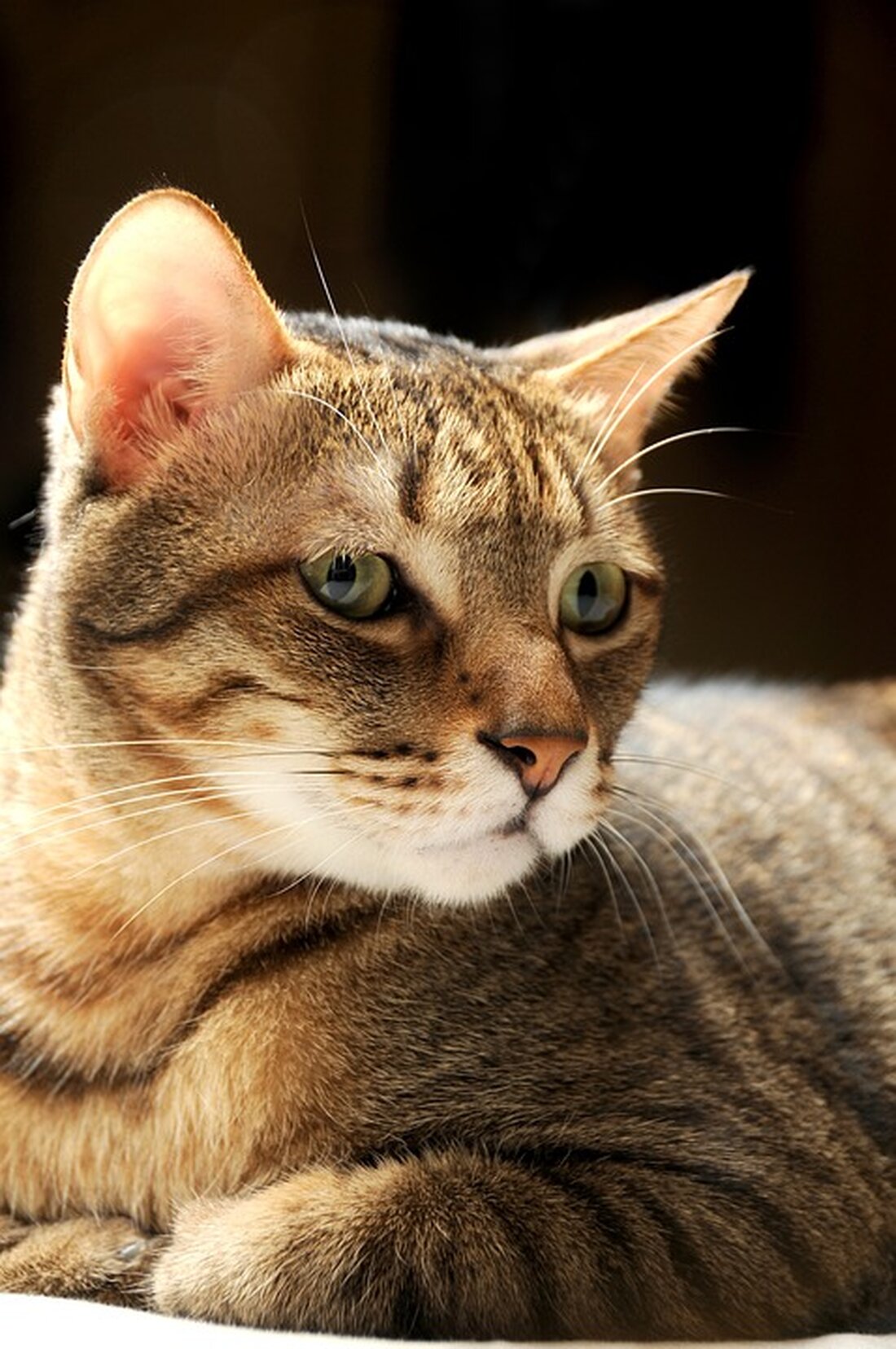 Das Brucknerhaus Linz feiert 200 Jahre Anton Bruckner und 50 Jahre Brucknerhaus. Das ÖAAB-Team Lichtenberg lud zu einer spannenden Hausführung mit Blick hinter die Kulissen ein.