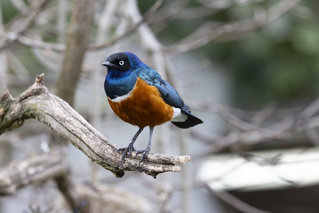 Erleben Sie die elegante Schwarz-Weiß-Redoute des WAC in der Lavanttal-Arena! Präsident Dietmar Riegler und seine Frau Waltraud heißen die Gäste herzlich willkommen. Ein Abend voller Stil und Eleganz erwartet Sie!