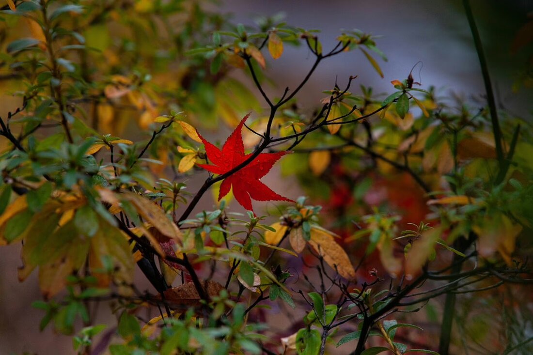 Der plötzliche Verlust von Gabi Reiserer, einer gelebten Volksmusiklegende, hinterlässt eine schmerzliche Lücke. Wie geht es ohne sie weiter? Ein Blick auf ihr erfülltes Leben und ihre unvergängliche Melodie.