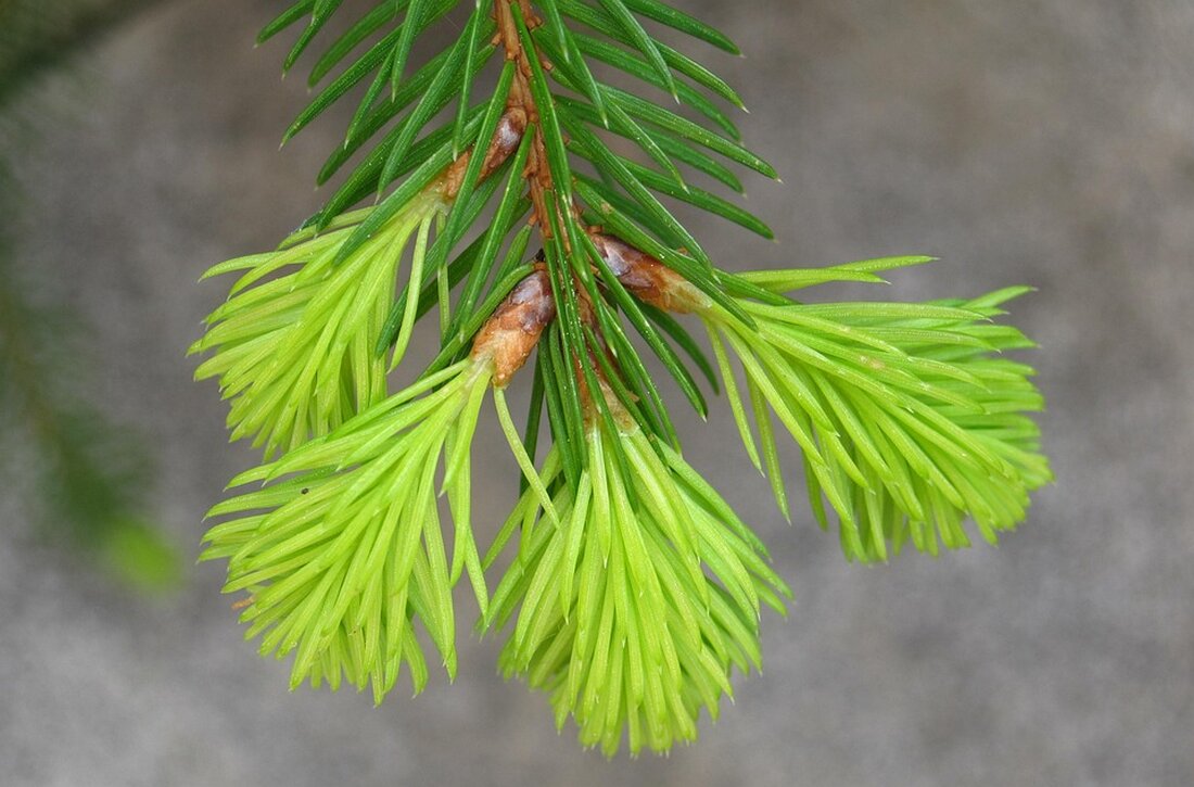 Nach elf Jahren verabschiedet sich Kapellmeister Erwin von der Musikkapelle Oberperfuss. Die Entscheidung sorgt für emotionale Momente und einen musikalischen Abschied. Lesen Sie mehr!