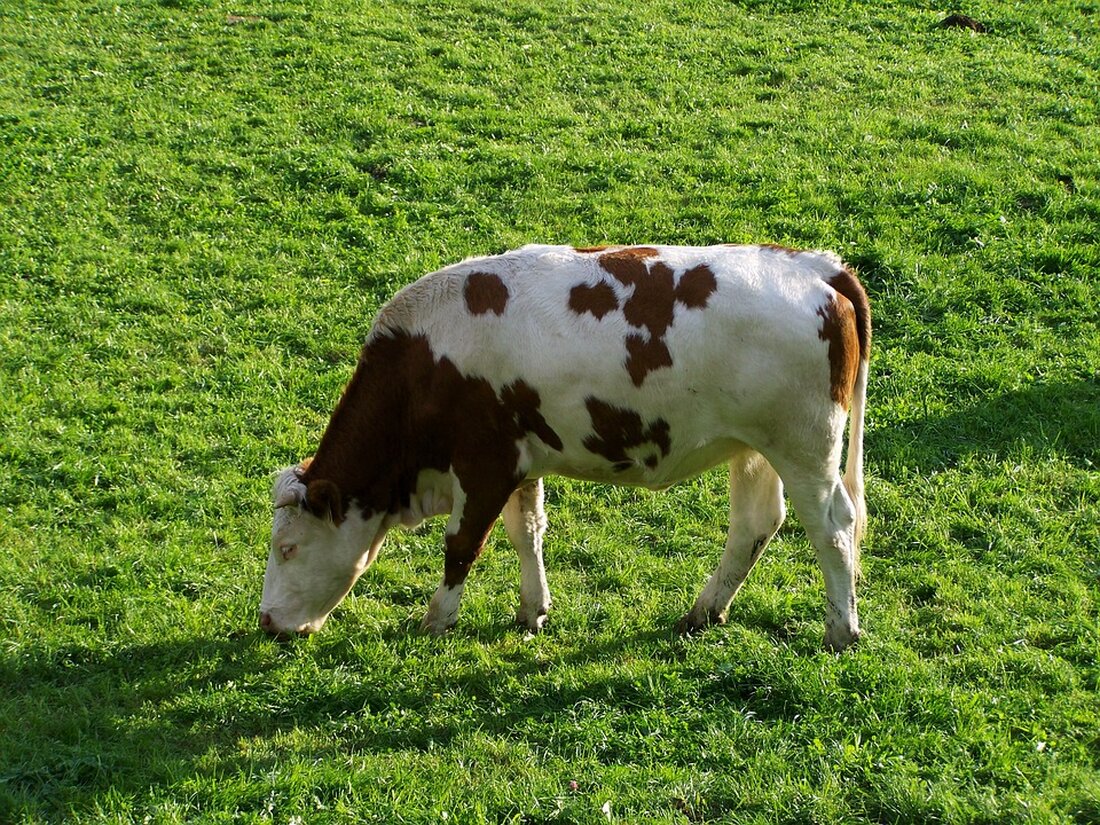 Rund 50 Schüler der Höheren Landwirtschaftsschule St. Florian besuchten anlässlich des Tags der Genossenschaft die Berglandmilch-Firma und RaikaST in Aschbach. Einblicke in die regionale Agrarwirtschaft!