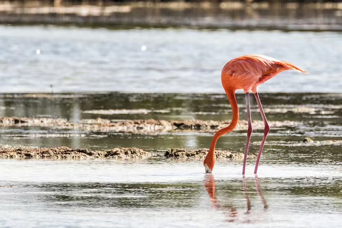 In Wien-Meidling wurden drei Jugendliche nach einem Einbruch in ein Feuerwerksgeschäft festgenommen. Der Vorfall ereignete sich in den frühen Morgenstunden. Die Polizei sucht nach einem weiteren Komplizen.