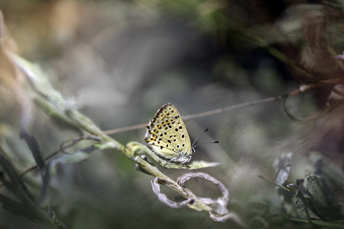 Ab 2025 wird in Österreich ein Einwegpfandsystem eingeführt, das Kleinunternehmer im Bezirk Zwettl vor neue Herausforderungen stellt. Wie sich die Gastronomie und der Handel darauf vorbereiten, erfahren Sie hier.