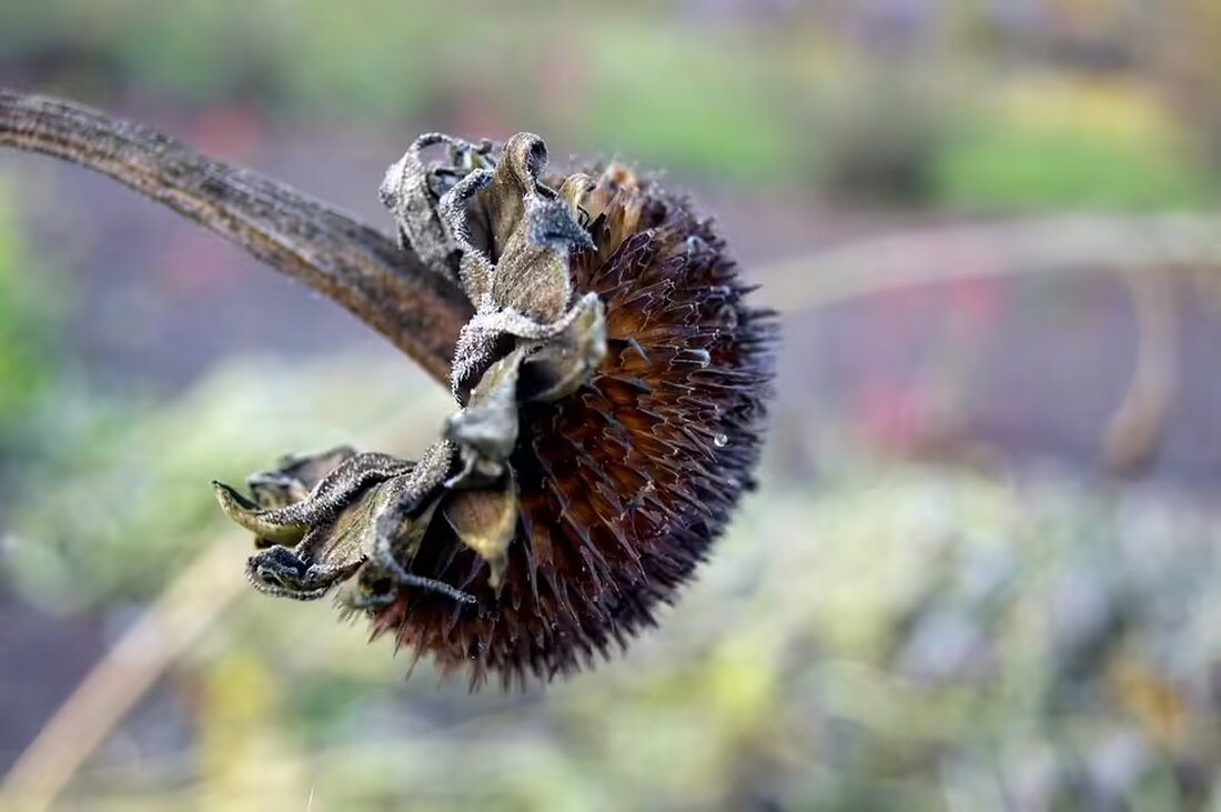 Heike Horn hat ihre Amtszeit als Bürgermeisterin von Langeoog mit sofortiger Wirkung beendet. Ihr Rücktritt folgt einem einstimmigen Beschluss des Rates zur Einleitung eines Abwahlverfahrens.