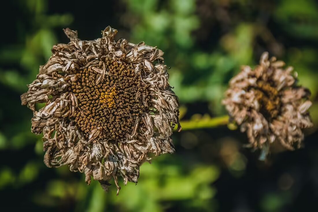 Das Asylverteilerzentrum in Ossiach schließt Ende des Jahres nach fast acht Jahren. Die tiefere Zahl an Asylanträgen und sanierungsbedürftige Gebäude führen zu Veränderungen im Touristengebiet.