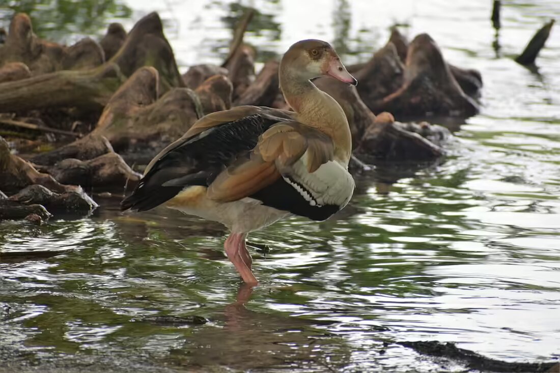 Entdecken Sie die KTS Kärntner Tourismusschule am 12. November von 15 bis 18 Uhr! Erfahren Sie mehr über unsere Ausbildungsangebote, Showcooking und internationale Praktikumsmöglichkeiten. Seien Sie dabei!