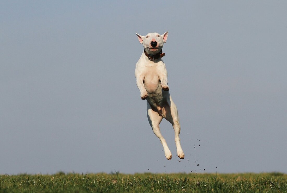 Die Hundeschule SVÖ Kremstal in Wartberg blickt auf eine erfolgreiche Kurssaison zurück. Alle Mensch-Hund-Teams bestanden die Prüfung und hissen stolz die weiße Fahne. Nächster Kursstart: 8. Februar!